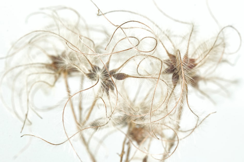 Understanding Hemp Hurd
