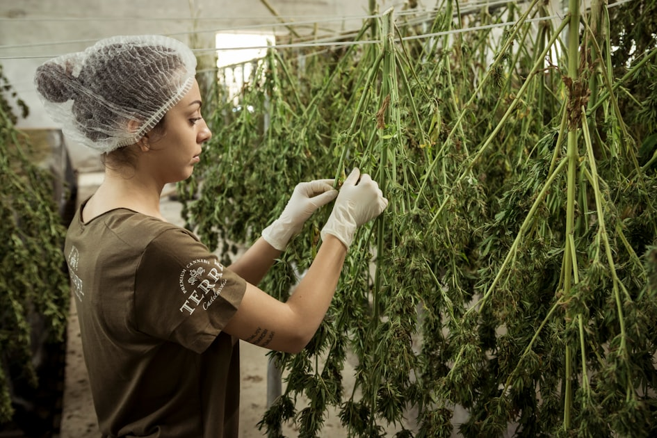 The Benefits of Hemp Fiber